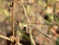 Lestes barbarus